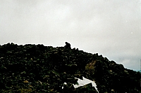 marmot_on_mt_elbert_summit